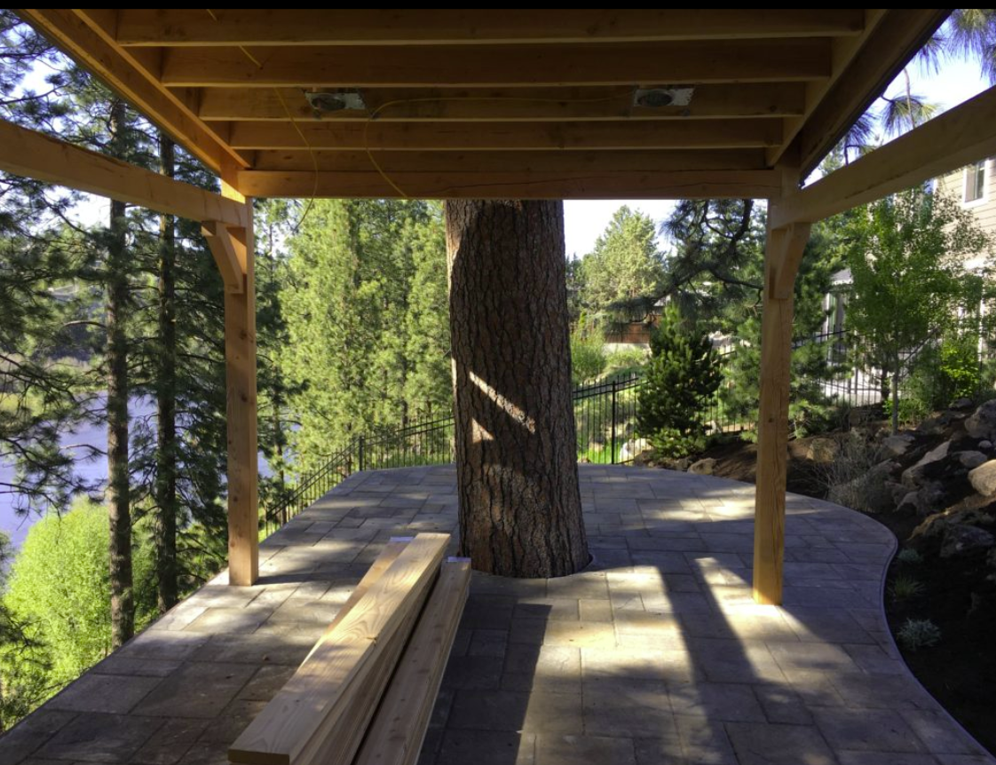 Cedar pergola with ponderosa pine growing through
