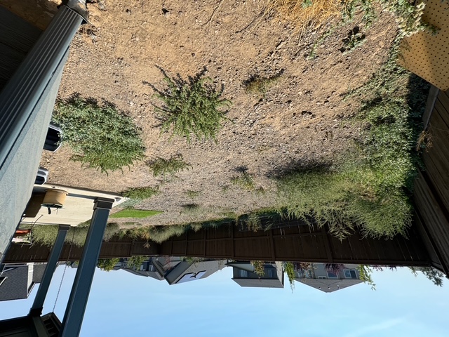 Bare dirt backyard with weeds before landscaping — Petrosa NE Bend