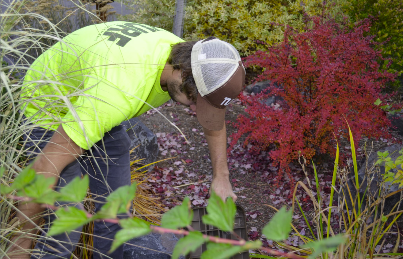 Sterling working in a TURF Landscape Management uniform, c. 2005–2009