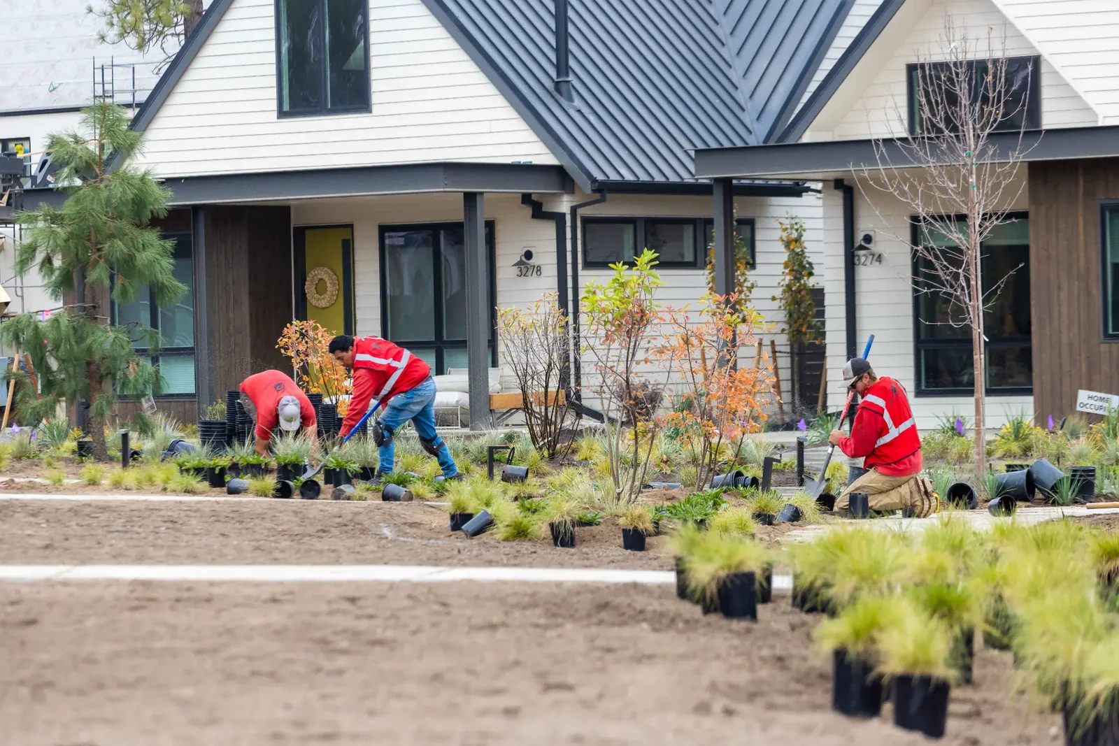 Newport crew installing plants in a residential landscape